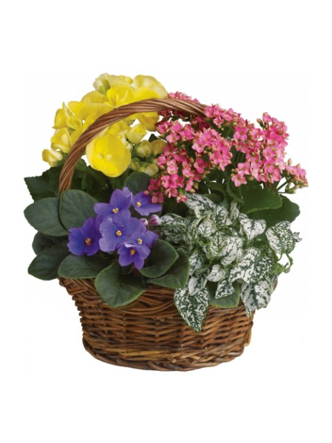Plant Basket SOLD OUT (may 10-12)